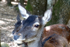 Cervus elaphus corsicanus