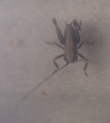 Pholidoptera griseoaptera