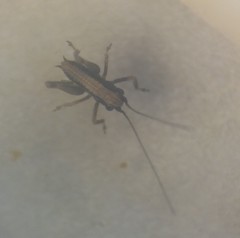 Pholidoptera griseoaptera