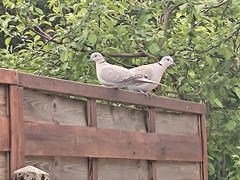 Streptopelia decaocto