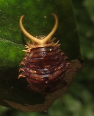 Basipta stolida
