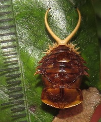 Basipta stolida
