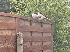 Streptopelia decaocto