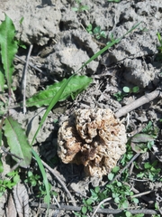 Morchella esculenta