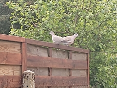 Streptopelia decaocto