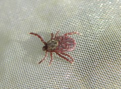 Dermacentor reticulatus