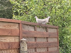 Streptopelia decaocto