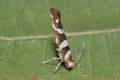 Argyresthia goedartella