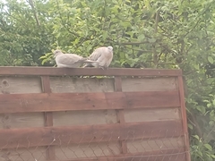 Streptopelia decaocto