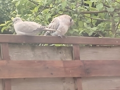 Streptopelia decaocto