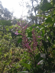 Odontonema callistachyum