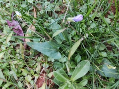 Viola inconspicua