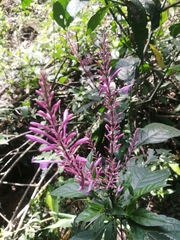 Odontonema callistachyum