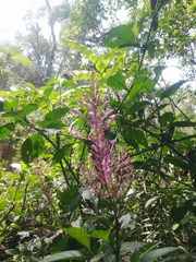 Odontonema callistachyum