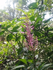 Odontonema callistachyum