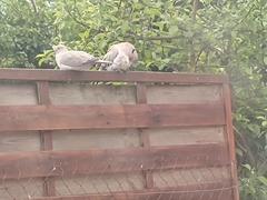 Streptopelia decaocto