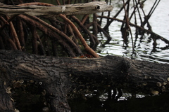Goniopsis