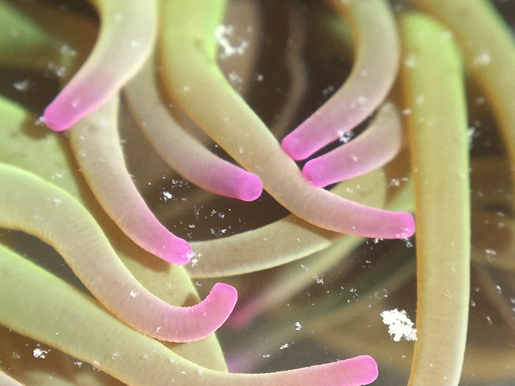 snakelocks anemone