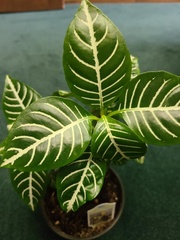 Aphelandra squarrosa