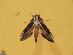 Xylophanes pyrrhus