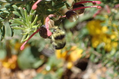 Bombus melanopygus