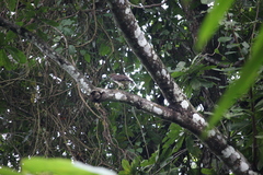 Buteo platypterus image