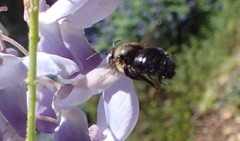Xylocopa tabaniformis