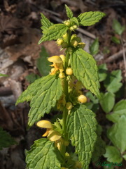 Lamium galeobdolon montanum