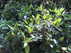 Viburnum propinquum