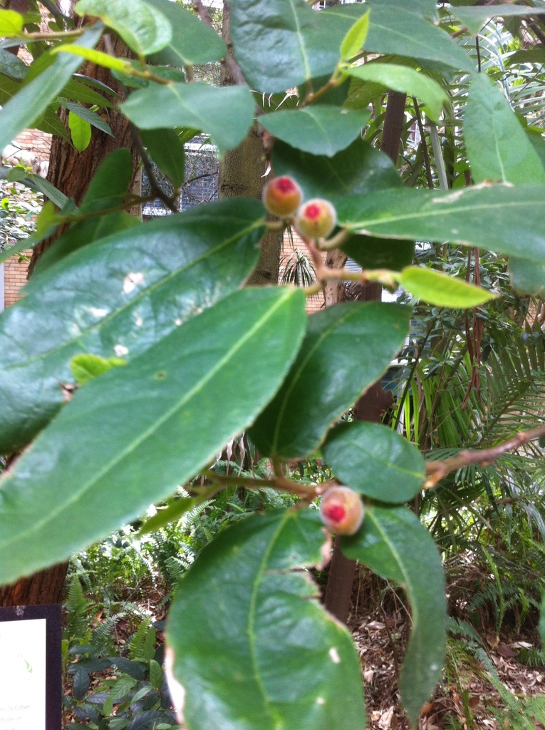 Sandpaper fig (Tamborine Mountain EcoZone Trees & Shrubs) · iNaturalist
