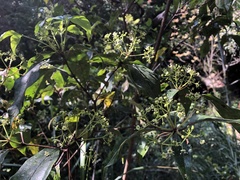 Viburnum propinquum
