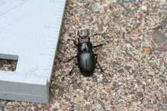 Lucanus placidus