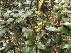 Viburnum taitoense