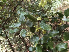 Viburnum taitoense