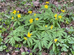 Anemonoides ranunculoides