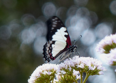 Graphium endochus