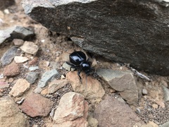 Moluris gibba