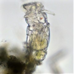 Philodina megalotrocha