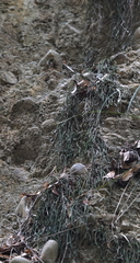 Haplopteris anguste-elongata