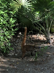 Nasua narica yucatanica