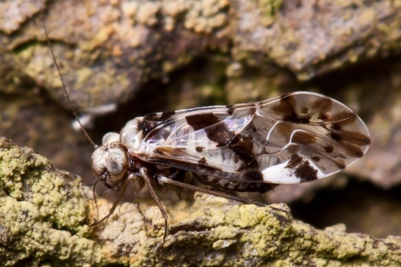 Trichadenotecnum germanicum