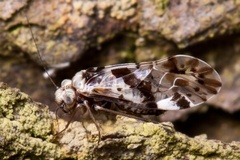 Trichadenotecnum germanicum