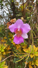 Papilionanthe