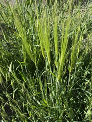 Triticum aestivum