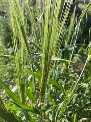 Triticum aestivum