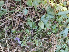 Viola inconspicua