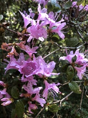 Rhododendron noriakianum