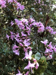 Rhododendron noriakianum