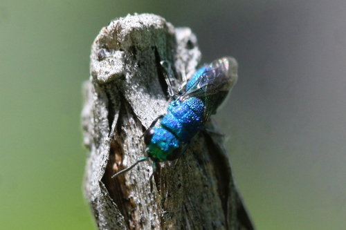 iNaturalist observation photo of Chrysidini
