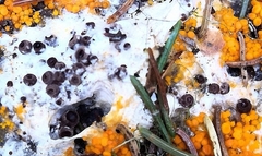 Pseudombrophila guldeniae